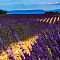 Lavande à Valensole