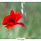 Coquelicot