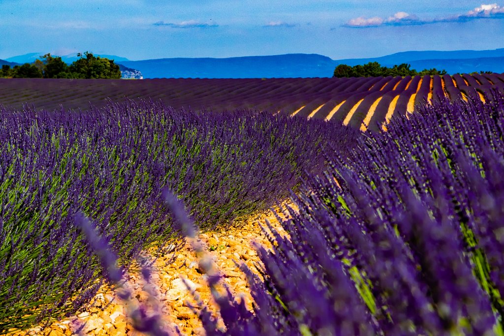 Lavande à Valensole